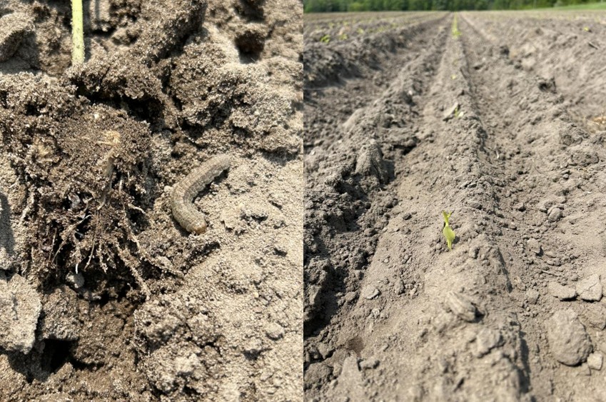 Cutworm and cutworm damage on transplanted pepper seedlings.